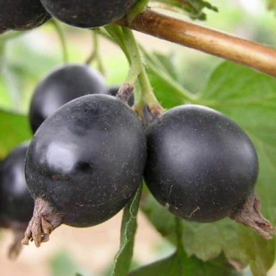 ЙОШТА в Брянске