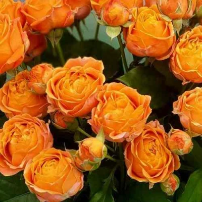 Роза КОРАЛ БАБЛС спрей в Брянске