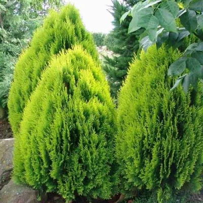 Туя восточная в Брянске