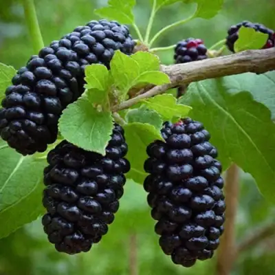 Шелковица плакучая в Брянске
