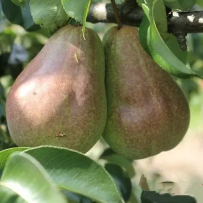 Груша БРЯНСКАЯ КРАСАВИЦА в Брянске