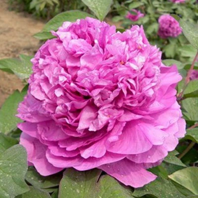 саженцы пиона