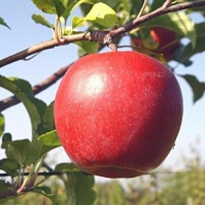 Яблоня ЛИГОЛ в Брянске