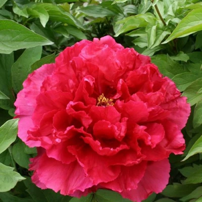 Пион АРОМАТНОЕ ВОСПОМИНАНИЕ древовидный в Брянске