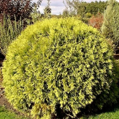 Туя ГЛОБОЗА АУРЕА западная в Брянске