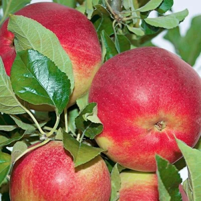 Яблоня СЕНАТОР колонновидная в Брянске