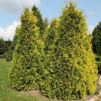 Туя АУРЕОСПИКАТА западная в Брянске