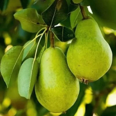 Груша СЕВЕРЯНКА колонновидная в Брянске