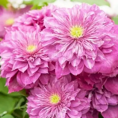 Клематис КАЙЗЕР в Брянске