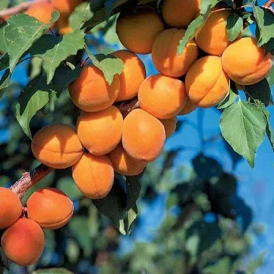 Абрикос ХАРКОТ в Брянске