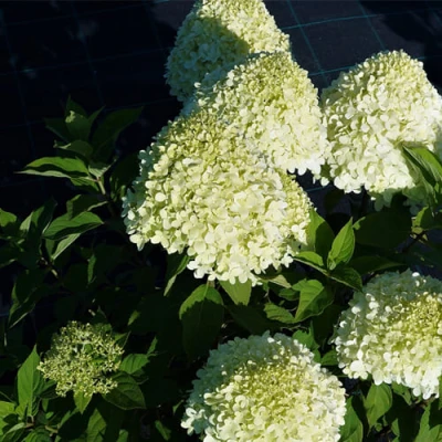 гортензия селекшн