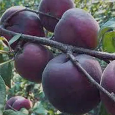 Абрикос ЧЕРНЫЙ БАРХАТ в Брянске