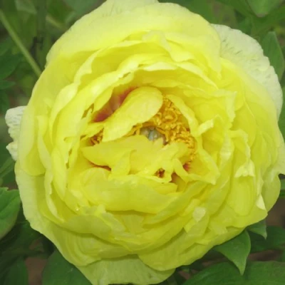 Пион ЗОЛОТО ПОДНЕБЕСНОЙ древовидный в Брянске