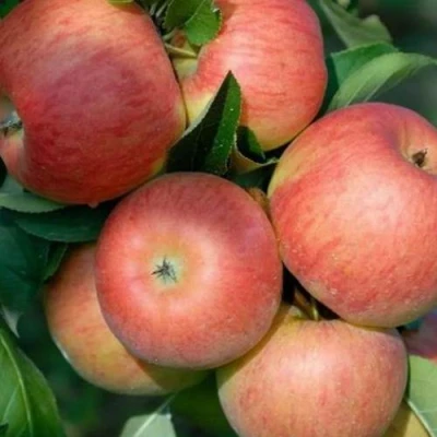 Яблоня ТОПАЗ в Брянске