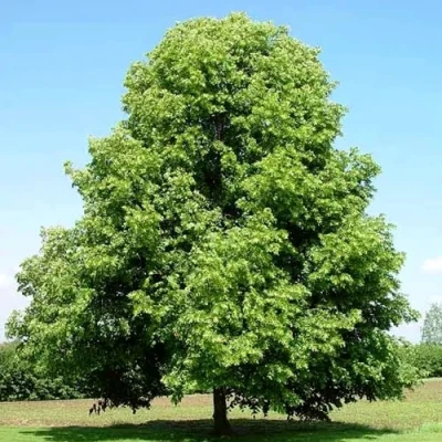 Липа мелколистная в Брянске