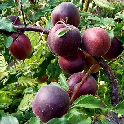 Шарафуга БЕЛЛА РОЯЛЬ в Брянске