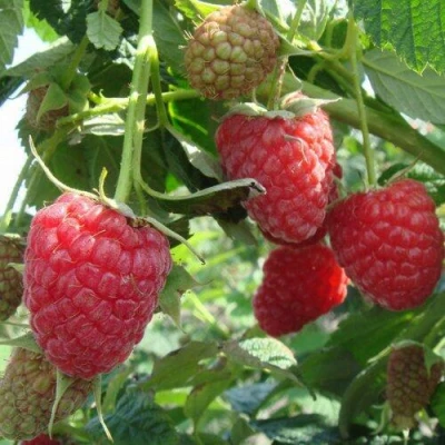 Малина Колокольчик