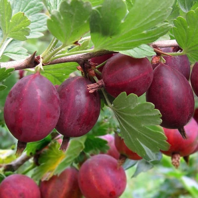 Крыжовник ХИННОМАКИ РОТ в Брянске