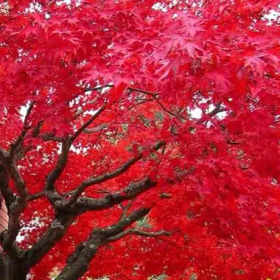 Клен гиннала  в Брянске