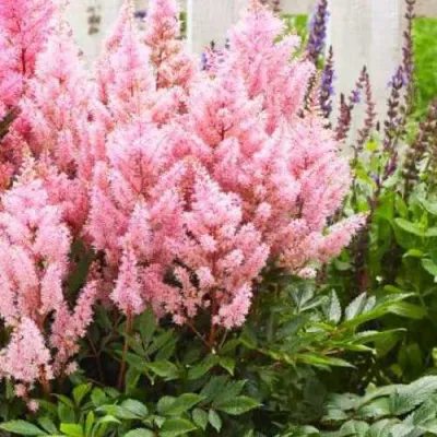 Астильба ЛУК ЭТ МИ японская в Брянске