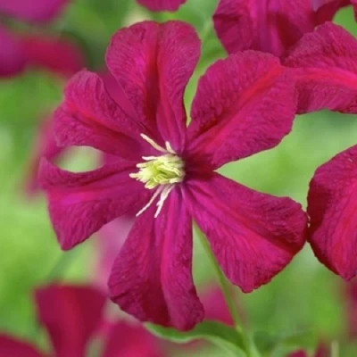 Клематис МАДАМ ДЖУЛИЯ КОРРЕВОН в Брянске