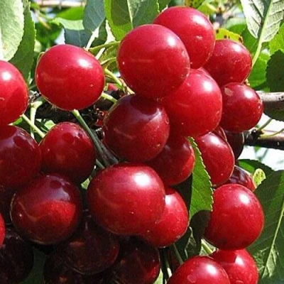 Вишня ГЛУБОКСКАЯ в Брянске