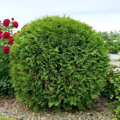 Туя ВУДВАРДИ западная в Брянске