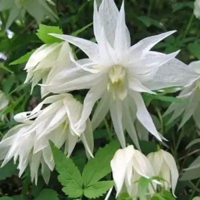 Княжик АЛЬБИНА ПЛЕНА белый махровый в Брянске