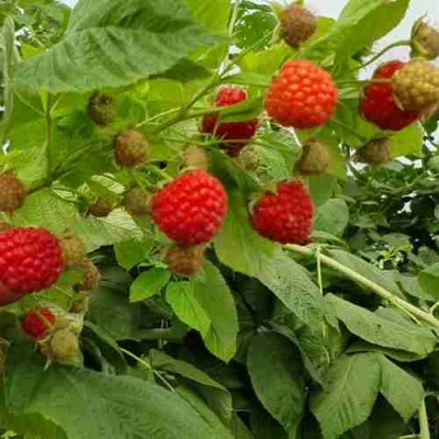 Малина КВЕЛЛИ в Брянске