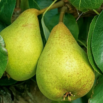 Груша Г-6 колонновидная в Брянске