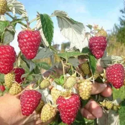 Малина ЖАР-ПТИЦА в Брянске