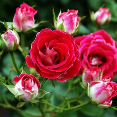 Роза ШОНЕ КОБЛЕНЦЕРИН флорибунда в Брянске