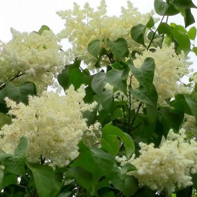 Сирень АМУРСКАЯ в Брянске