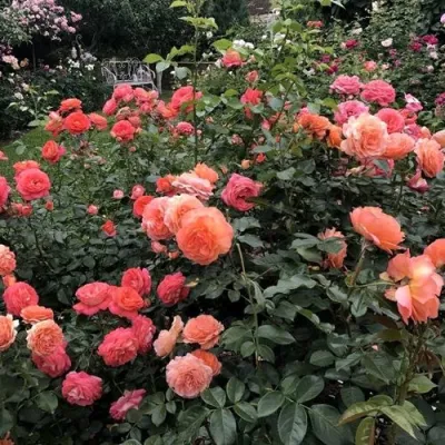 Роза БЕЛЬВЕДЕР шраб в Брянске