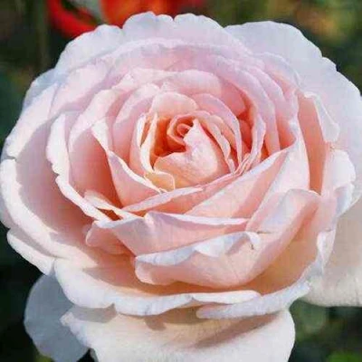 саженцы розы Андре Ле Нотр