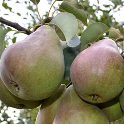 Груша БРЯНСКАЯ КРАСАВИЦА в Брянске