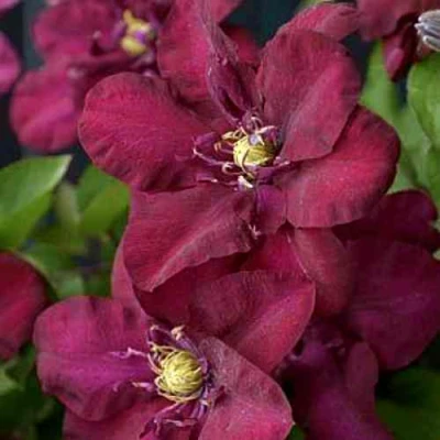 Клематис ЯН III СОБЕСКИ в Брянске