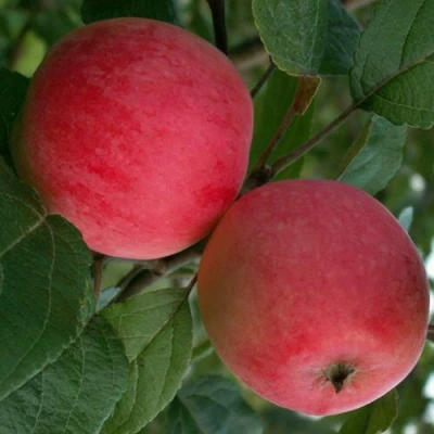 Яблоня СУЙСЛЕПСКОЕ (МАЛИНОВКА) в Брянске