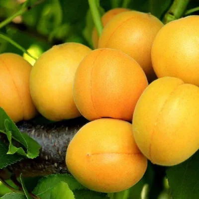 Абрикос ЦАРСКИЙ в Брянске