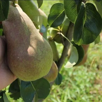 Груша БРЯНСКАЯ КРАСАВИЦА в Брянске