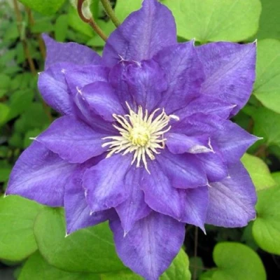 Клематис БЬЮТИ ОФ ВОЧЕСТЕР в Брянске