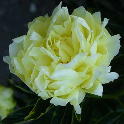 Пион ЗОЛОТАЯ КОЛЕСНИЦА травянистый в Брянске