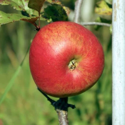 Яблоня ДЫЯМЕНТ в Брянске