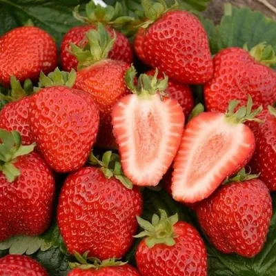 Клубника ФЛОРЕНС в Брянске