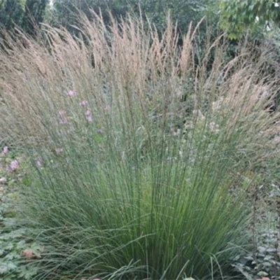 Молиния ХАЙДЕБРАУТ голубая в Брянске