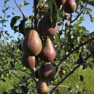 Груша БРЯНСКАЯ КРАСАВИЦА в Брянске