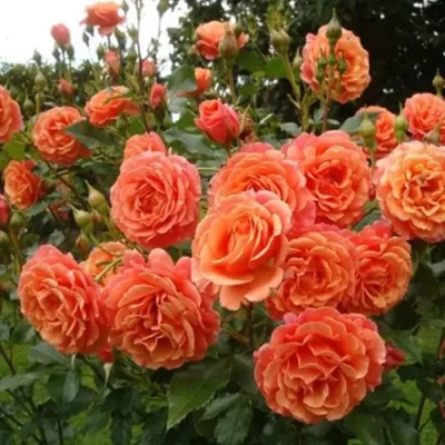 Роза БЕЛЬВЕДЕР шраб в Брянске