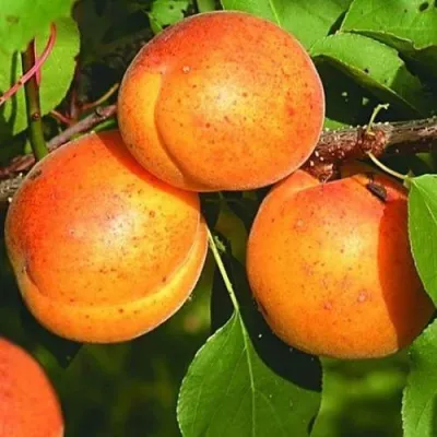 Абрикос СПАДЧЫНА в Брянске