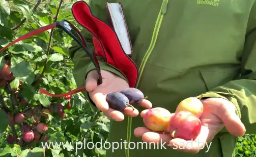 Превью видео