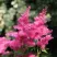 Астильба САННИ ДЕЙ гибридная в Брянске